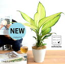 【お試し】 ディフェンバキア(フィジー) 4号 プラスチック鉢 白色 【ココファイバー】白 ホワイト デヘンバキア デヘンコンフィジー ディフェンバキアフィジー プラ鉢 プラスチック 観葉植物 観葉