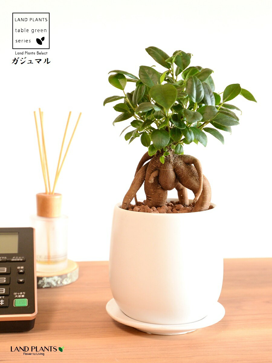 ガジュマル（幹太） 白色ドロップ型 陶器鉢 Sサイズ 【ハイドロボール・受皿】ガジュマル 幸福をもたらす 多幸の樹 精霊 がじゅまるの木 鉢植え 鉢 丸鉢 ラウンド ホワイト 白 マット 艶消し つや消し 観葉植物 観葉 送料無料