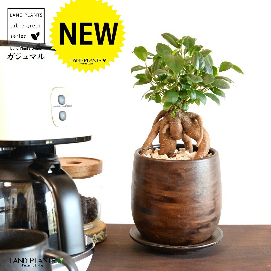 ガジュマル（幹太） ウッド風 ペイント陶器鉢 Sサイズ 【天然砕石・受皿】 がじゅまるの木 ガジュマル ..