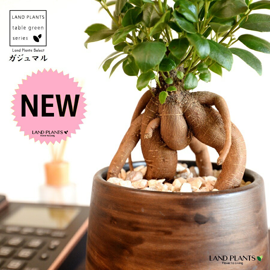 ガジュマル（幹太） ウッド風 ペイント陶器鉢 Sサイズ 【天然砕石・受皿】 がじゅまるの木 ガジュマル 幸福をもたらす 多幸の樹 精霊 鉢植え 鉢 丸鉢 陶器 ブラウン 茶色 茶 こげ茶 ウォールナット 木目 木目調 観葉植物 植物