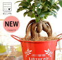 ガジュマル(幹太) Mother’s day ブリキ製 バケツ 赤色 木製プレート付き 【母の日ギフト プレゼント】 がじゅまるの木 ガジュマル 幸福をもたらす...