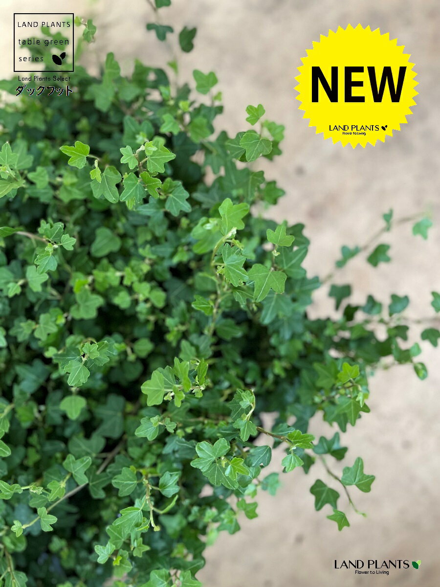 【ケース販売】 アイビー（ダックフット） 3号 （28個）苗ポット 黒 ブラック アヒル あひる 家鴨 ダック フット 足跡 ヘデラ キヅタ 木蔦属 蔦 鉢 植木鉢 ビニールポット 植物 観葉植物 苗 苗木 花苗