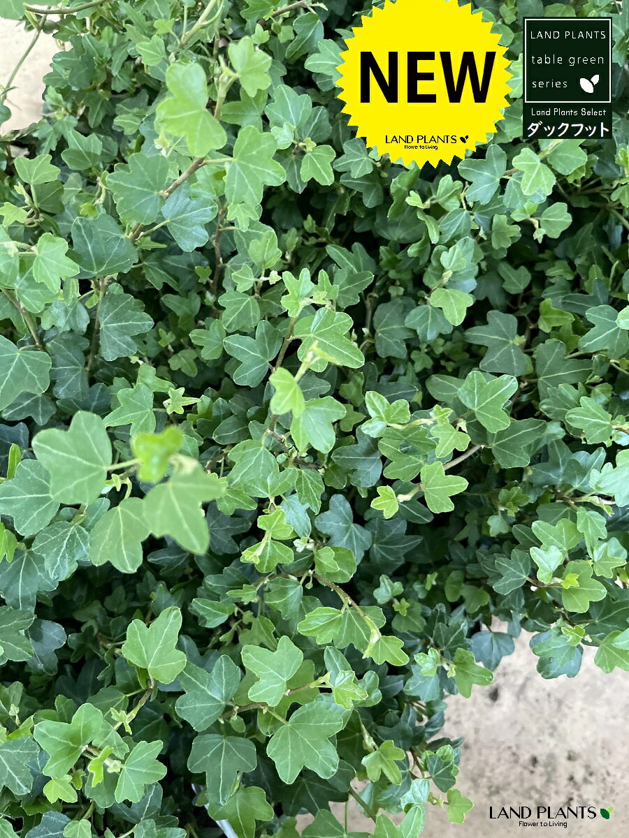 【ケース販売】 アイビー（ダックフット） 3号 （28個）苗ポット 黒 ブラック アヒル あひる 家鴨 ダック フット 足跡 ヘデラ キヅタ 木蔦属 蔦 鉢 植木鉢 ビニールポット 植物 観葉植物 苗 苗木 花苗