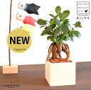 ガジュマル(幹太) 枡型 天然無垢材 桐製 鉢カバー 升 枡 ます マス 【セラミス・インナー】 和 和風 正月 節句 鯉のぼり 杉原紙 和紙 がじゅまるの木 ...