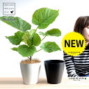 【お試し】【選べる鉢色】 ウンベラータ 4号 プラスチック鉢 （白or黒） (南) 卓上サイズ 鉢植え 鉢 苗 苗木 観葉植物 白 ブラック ラウンド 丸