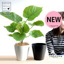 【お試し】【選べる鉢色】 ウンベラータ 4号 プラスチック鉢 (白or黒) (南) 卓上サイズ 鉢植え 鉢 苗 苗木 観葉植物 白 ブラック ラウンド 丸