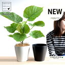 【2鉢セット】 ウンベラータ 4号 プラスチック鉢 (白1鉢・黒1鉢) (南) 卓上サイズ 鉢植え 鉢 苗 苗木 観葉植物 白 ブラック ラウンド 丸