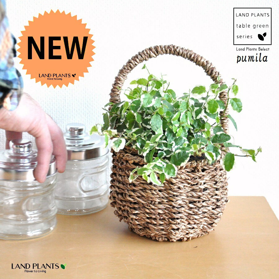 プミラ（斑入り） 可愛い 取っ手付き バスケットセット 【バスケット・インナー・ココファイバー】 フ..