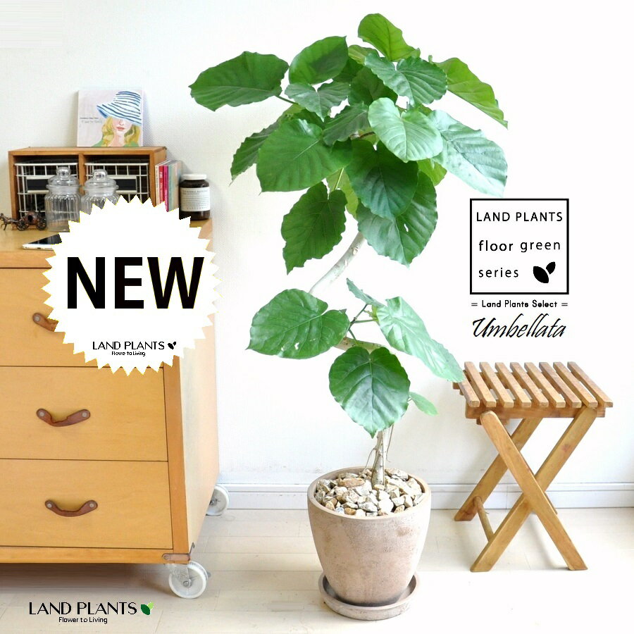 ウンベラータ（3Dカーブ曲がり） 茶色 エッグ型 ラウンド 陶器鉢 【茶石・受皿】 観葉 観葉植物 大型 鉢植え 鉢 苗 苗木 植木 鉢植え 室内 ベージュ 茶 ラウンド 陶器 素焼 素焼鉢 テラコッタ 曲げ らせん フィカスウンベラータのサムネイル