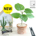 ウンベラータ(自然樹形) 茶色 モスポット シリンダー型 テラコッタ 卓上サイズ 鉢植え 鉢 苗 苗木 観葉植物 白 ホワイト 丸