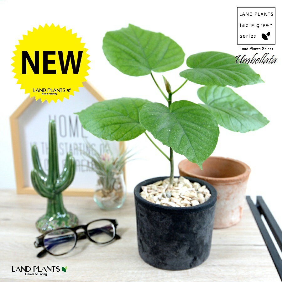 【選べる鉢色】 ウンベラータ（自然樹形） 黒色 or 茶色 モスポット シリンダー型 テラコッタ 【天然砕石】黒 茶 ブラック オレンジ 卓上サイズ 鉢植え 鉢 苗 苗木 観葉植物 白 ホワイト 丸