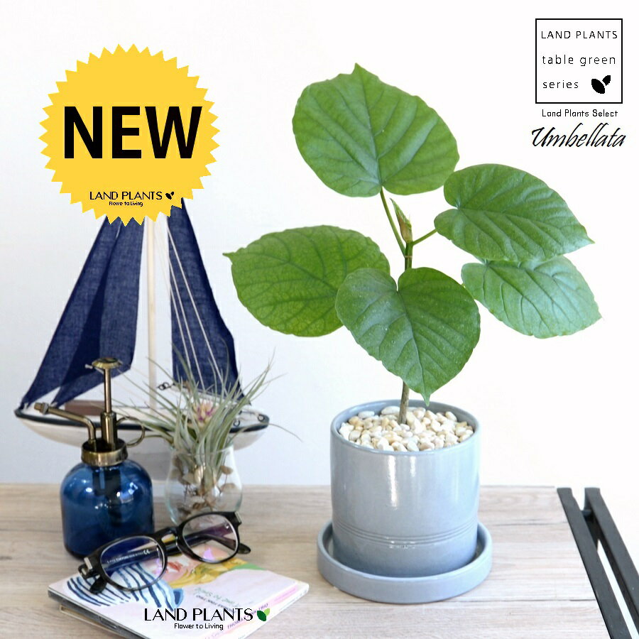 ウンベラータ（自然樹形） 水色 爽やかマリン シリンダー型 陶器鉢 【黄色小石・受皿】青 ブルー 卓上サイズ 鉢植え 鉢 苗 苗木 観葉植物 白 ホワイト 丸