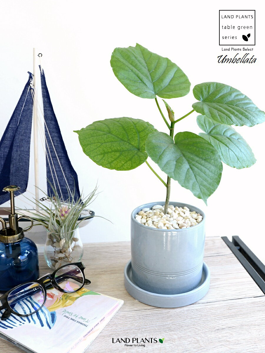 ウンベラータ（自然樹形） 水色 爽やかマリン シリンダー型 陶器鉢 【黄色小石・受皿】青 ブルー 卓上サイズ 鉢植え 鉢 苗 苗木 観葉植物 白 ホワイト 丸