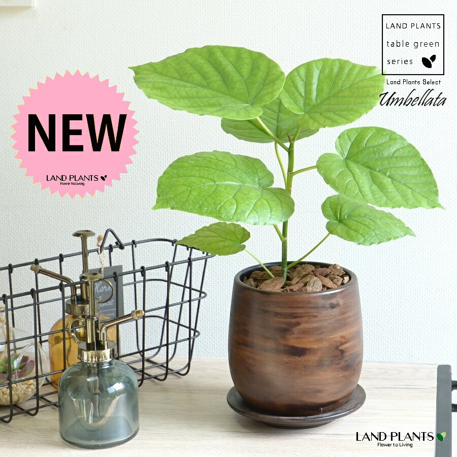 ウンベラータ（自然樹形） ウッド風 ペイント陶器鉢 Sサイズ 【バークチップ・受皿】茶 木目調 ウラン..