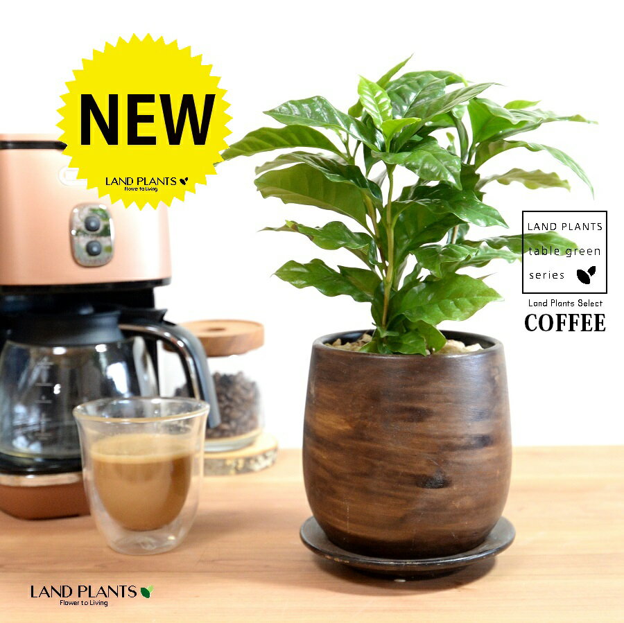 コーヒーの木 ウッド風 ペイント 陶器鉢 Sサイズ 【天然砕石・受皿】 珈琲 coffee コーヒーノキ 苗木 ..