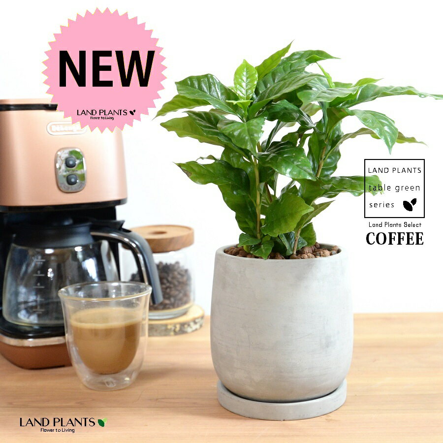 コーヒーの木 セメント製 ドロップ型 陶器鉢 Sサイズ 【ハイドロ・受皿】 珈琲 coffee コーヒーノキ 苗木 苗 観葉植物 植物 鉢植え 鉢 送料無料 灰 灰色 グレー コンクリート 丸 丸形 ラウンド ボール