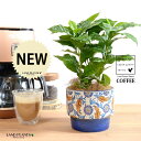 【鉢カバー】 コーヒーの木 ブルー 手塗り ペイント&プリント 段付き 陶器鉢 【ココファイバー】 珈琲 coffee コーヒーノキ 苗木 苗 観葉植物 植物 鉢植え 鉢 送料無料 オレンジ ホワイト ブルー 丸 丸形 ラウンド ボール