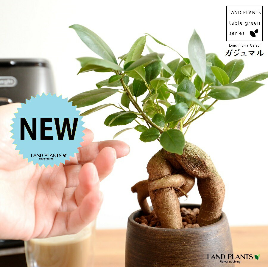 【手塗り鉢】 ガジュマル 木目調 ウッド風 ペイント 陶器鉢 SSサイズ （5鉢） 【ハイドロ・受皿】 がじゅまるの木 ガジュマル 幸福をもたらす 多幸の樹 精霊 鉢植え 鉢 丸鉢 陶器 ブラウン 茶色 茶 こげ茶 ウォールナット 木目