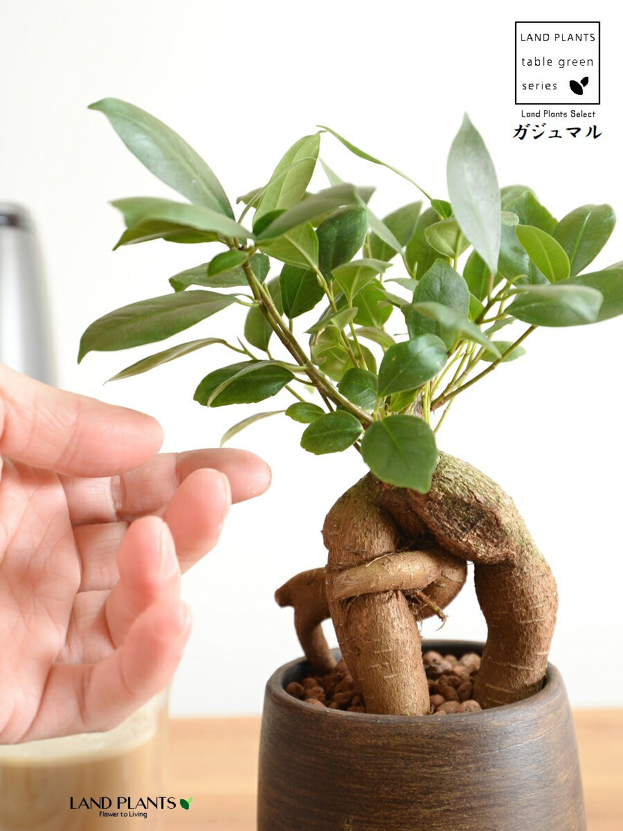 【手塗り植木鉢】 ガジュマル ウッド風 ペイント陶器鉢 SSサイズ （20鉢） 【ハイドロ・受皿】 がじゅまるの木 ガジュマル 幸福をもたらす 多幸の樹 精霊 鉢植え 鉢 丸鉢 陶器 ブラウン 茶色 茶 こげ茶 ウォールナット 木目 木目調