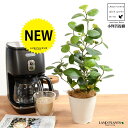 【お試し】 コバンボダイジュ(小判菩提樹) 白色 プラスチック鉢 4号 【ココファイバー】 白 ホワイト フィカス デルトイデア 菩提樹 ボダイジュ 卓上サイズ...