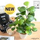 【お試し】 コバンボダイジュ(小判菩提樹) 白色 プラスチック鉢 4号 【ココファイバー】 白 ホワイト フィカス デルトイデア 菩提樹 ボダイジュ 卓上サイズ...