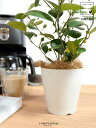 【お試し】 コバンボダイジュ(小判菩提樹) 白色 プラスチック鉢 4号 【ココファイバー】 白 ホワイト フィカス デルトイデア 菩提樹 ボダイジュ 卓上サイズ 鉢植え 鉢 苗 苗木 観葉植物