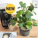 コバンボダイジュ(小判菩提樹) 黒色 モスポット シリンダー型 陶器鉢 【天然砕石】 黒 ブラック フィカス デルトイデア 菩提樹 ボダイジュ テラコッタ 素焼き 素焼 焼き物 鉢植え 鉢 苗 苗木 観葉植物