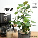 コバンボダイジュ(小判菩提樹) 黒色 モスポット シリンダー型 陶器鉢 【天然砕石】 黒 ブラック フィカス デルトイデア 菩提樹 ボダイジュ テラコッタ 素焼き 素焼 焼き物 鉢植え 鉢 苗 苗木 観葉植物