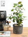 コバンボダイジュ(小判菩提樹) 黒色 モスポット シリンダー型 陶器鉢 【天然砕石】 黒 ブラック フィカス デルトイデア 菩提樹 ボダイジュ テラコッタ 素焼き 素焼 焼き物 鉢植え 鉢 苗 苗木 観葉植物