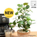 コバンボダイジュ(小判菩提樹) 茶色 モスポット シリンダー型 陶器鉢 【天然砕石】 茶 ブラウン オレンジ フィカス デルトイデア 菩提樹 ボダイジュ テラコッタ 素焼き 素焼 焼き物 鉢植え 鉢 苗 苗木 観葉植物