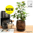 【手塗り鉢】 コバンボダイジュ(小判菩提樹) ウッド風 ペイント 陶器鉢 Sサイズ 【ハイドロ】 茶 木目 ウォールナット フィカス デルトイデア 菩提樹 ボダイジュ 陶器 陶器鉢 植木鉢 鉢植え 鉢 苗 苗木 観葉植物