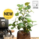 【手塗り鉢】 コバンボダイジュ(小判菩提樹) ウッド風 ペイント 陶器鉢 Sサイズ 【ハイドロ】 茶 木目 ウォールナット フィカス デルトイデア 菩提樹 ボダイジュ 陶器 陶器鉢 植木鉢 鉢植え 鉢 苗 苗木 観葉植物