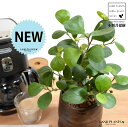 【手塗り鉢】 コバンボダイジュ(小判菩提樹) ウッド風 ペイント 陶器鉢 Sサイズ 【ハイドロ】 茶 木目 ウォールナット フィカス デルトイデア 菩提樹 ボダイジュ 陶器 陶器鉢 植木鉢 鉢植え 鉢 苗 苗木 観葉植物