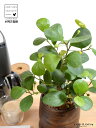 【手塗り鉢】 コバンボダイジュ(小判菩提樹) ウッド風 ペイント 陶器鉢 Sサイズ 【ハイドロ】 茶 木目 ウォールナット フィカス デルトイデア 菩提樹 ボダイジュ 陶器 陶器鉢 植木鉢 鉢植え 鉢 苗 苗木 観葉植物