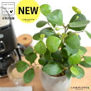 【手塗り鉢】 コバンボダイジュ(小判菩提樹) セメント製 ドロップ型 陶器鉢 Sサイズ 【ハイドロ】 灰 灰色 グレー フィカス デルトイデア 菩提樹 ボダイジュ 陶器 陶器鉢 植木鉢 セメント コンクリート 鉢植え 鉢 苗 苗木 観葉植物