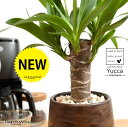 ドラセナ (ユッカ :青年の木) ウッド風 ペイント 陶器鉢 【天然砕石・受皿】茶 焦げ茶 ブラウン 木目 木目調 ウォールナット ギガンティア リュウゼツラン ユッカ ヤッカ 鉢植え 陶器 鉢 観葉植物 センジュラン 千寿蘭