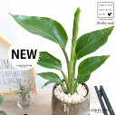 オーガスタ(ニコライ) ベージュ 落ち着きのある 陶器鉢 Sサイズ 【黄色小石・受皿】茶 ブラウン ストレリチア ストレチア 天国の白い鳥 大きな葉 トロピカル 南国 リゾート 鉢 鉢植え 苗 苗木 観葉植物