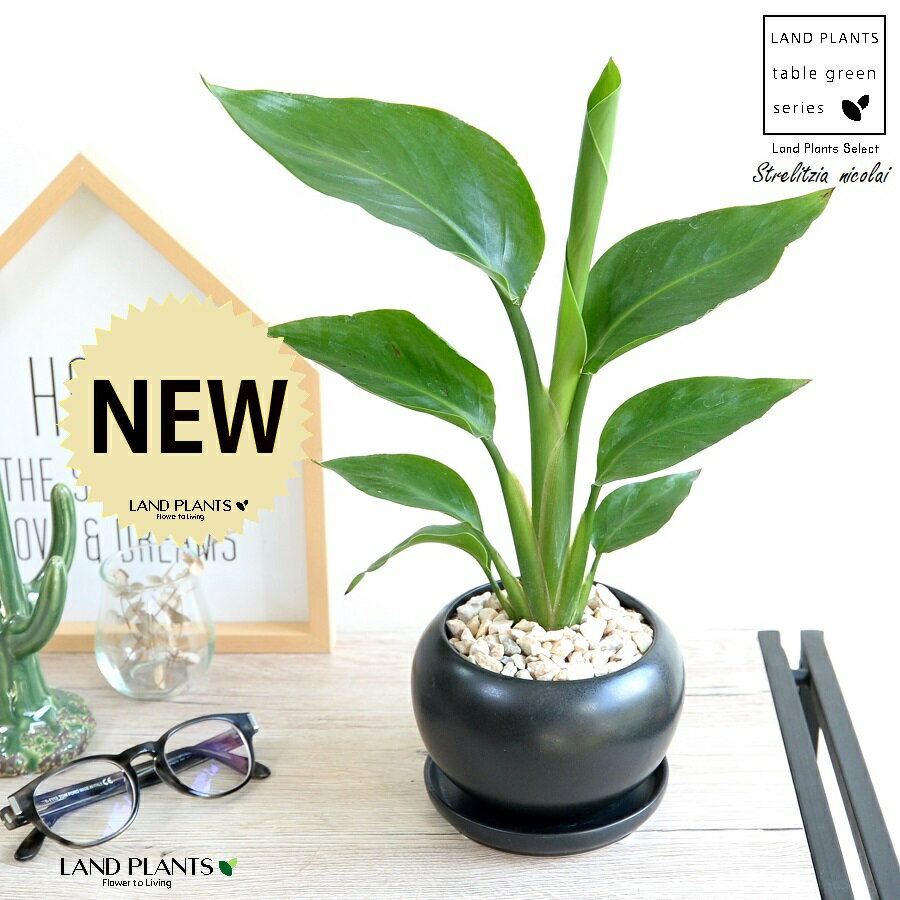 楽天市場】観葉植物 オーガスタ(サイズ(植木鉢)~ 3号)の通販 楽天市場】観葉植物 オーガスタ(サイズ(植木鉢)~ 3号)の通販