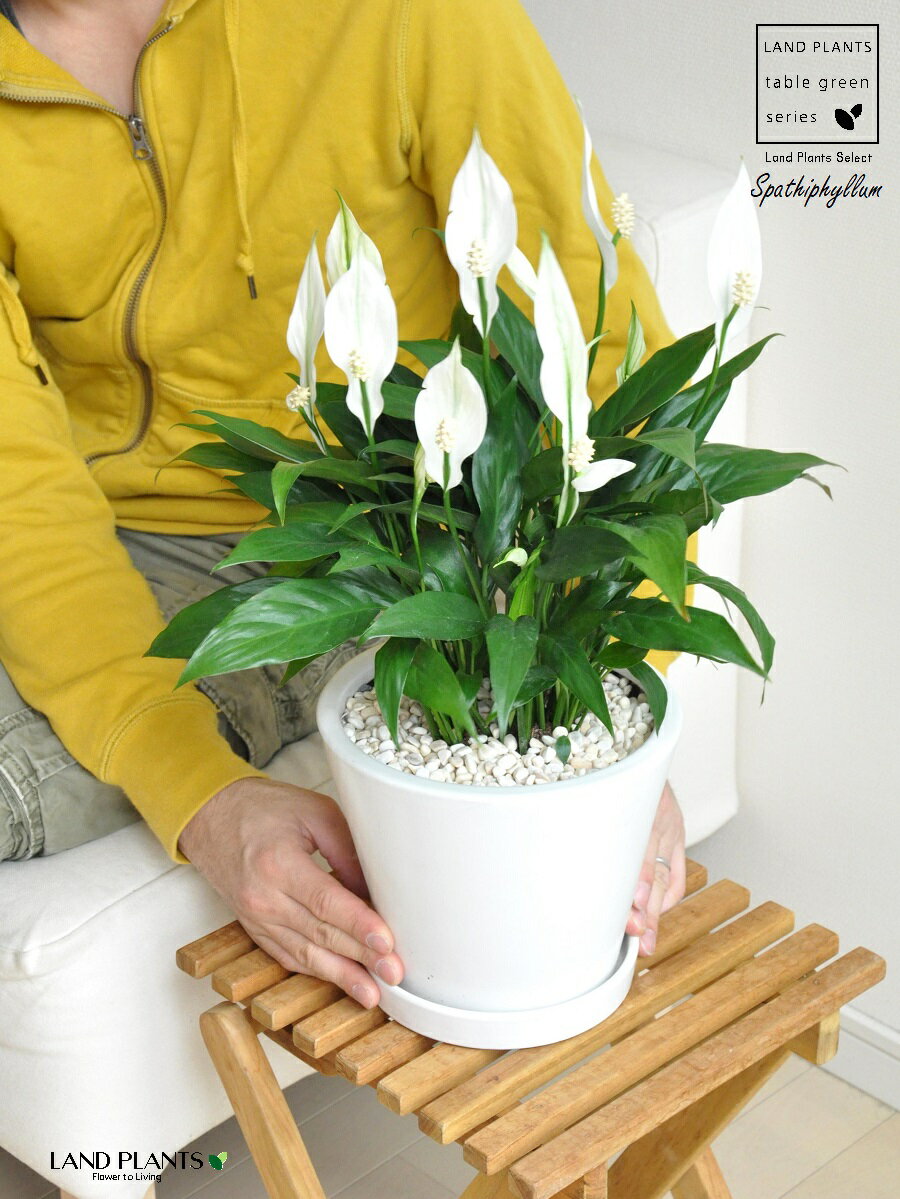 スパティフィラム（白花） 白色 ラウンド 陶器鉢 Mサイズ 【黄色小石・受皿】白 ホワイト 白の美しい花を咲かせる植物 笹団扇 仏炎苞 白い花 スパティ 陶器 鉢 鉢植え 丸 ラウンド型 観葉 観葉植物