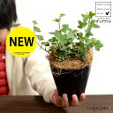 【お試し】 アイビー(ダックフット) 4号 プラスチック鉢 黒色 【ココファイバー】黒 ブラック アヒル あひる 家鴨 ダック フット 足跡 ヘデラ キヅタ 木...