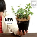 【お試し】 アイビー(ダックフット) 黒色 4号 プラスチック鉢 【ココファイバー】黒 ブラック アヒル あひる 家鴨 ダック フット 足跡 ヘデラ キヅタ 木...