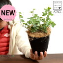【お試し】 アイビー(ダックフット) 4号 黒色 プラスチック鉢 【ココファイバー】黒 ブラック アヒル あひる 家鴨 ダック フット 足跡 ヘデラ キヅタ 木...