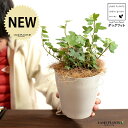 【お試し】 アイビー(ダックフット) 4号 プラスチック鉢 白色 【ココファイバー】白 ホワイト アヒル あひる 家鴨 ダック フット 足跡 ヘデラ キヅタ 木...