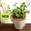 【お試し】 アイビー(ダックフット) 4号 プラスチック鉢 白色 【ココファイバー】白 ホワイト アヒル あひる 家鴨 ダック フット 足跡 ヘデラ キヅタ 木...
