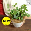 【お試し】 アイビー(ダックフット) 4号 プラスチック鉢 白色 【ココファイバー】白 ホワイト アヒル あひる 家鴨 ダック フット 足跡 ヘデラ キヅタ 木...