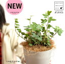 【お試し】 アイビー(ダックフット) 4号 プラスチック鉢 白色 【ココファイバー】白 ホワイト アヒル あひる 家鴨 ダック フット 足跡 ヘデラ キヅタ 木...
