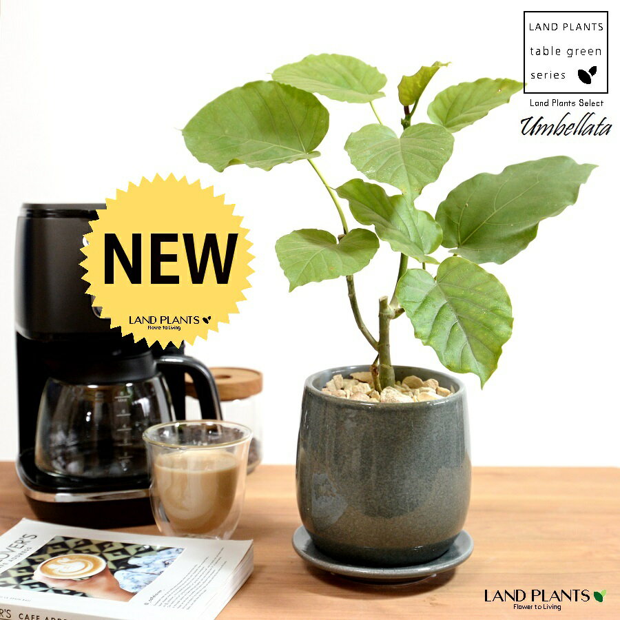 【特注鉢】 ウンベラータ（自然樹形） ブルー 落ち着きのある 陶器鉢 Sサイズ 【天然砕石・受皿】青 水色 グレー フィカス ゴムの木 ゴム 卓上サイズ 鉢植え 鉢 苗 苗木 観葉植物