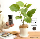 【受皿×肥料 3点セット】 ウンベラータ(自然樹形) 4号 プラスチック鉢 白色 【evo植物元気85g・受皿・ココファイバー】 evo 植物が元気になる 肥料...
