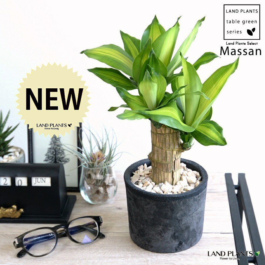 幸福の木 観葉植物 ドラセナ（マッサン：幸福の木） 黒色 モスポット シリンダー型 陶器鉢 【天然砕石】黒 ブラック マッサンゲアナ マッサンギアナ リュウケツジュ鉢植え 鉢 陶器 苗 苗木 ラウンド 観葉植物 観葉 小型 朴 幹太 縁起の良い お祝 記念 記念樹