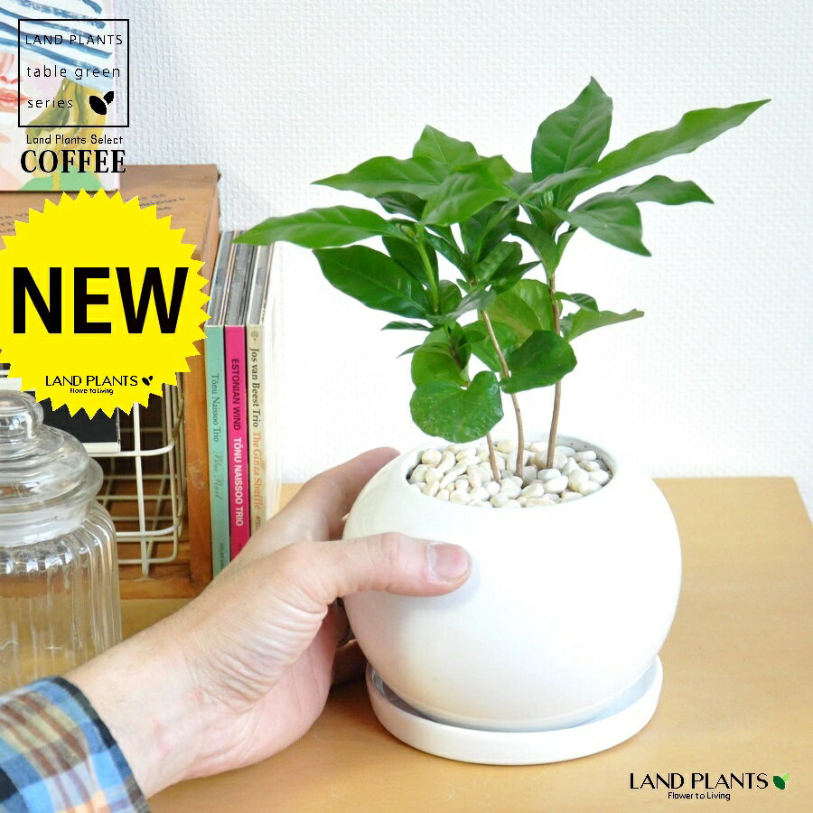 コーヒーの木 コーヒーノキ 白色 丸形 陶器鉢 【黄色小石・受皿】 珈琲 coffee コーヒーの木 苗木 苗 観葉植物 植物 鉢植え 鉢 送料無料 白 ホワイト 丸 丸形 ラウンド ボール